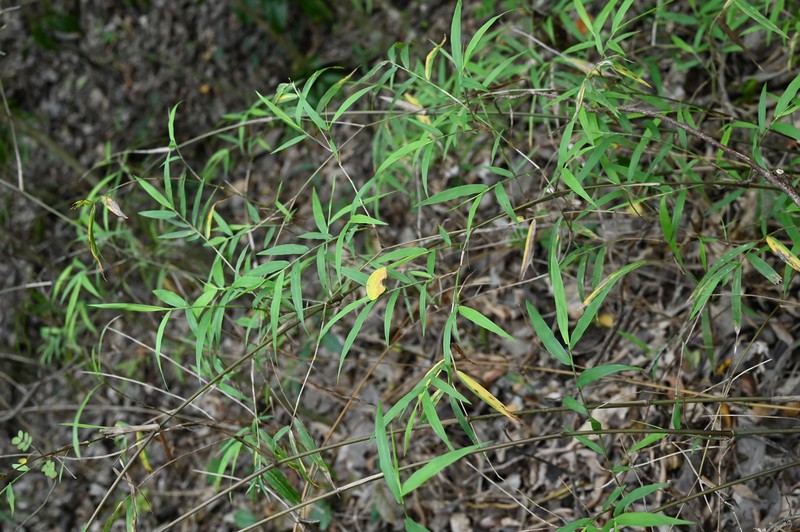 Smallcane photo 5
