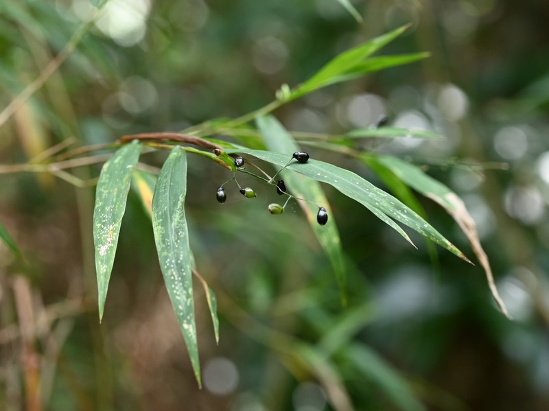 Smallcane photo 6