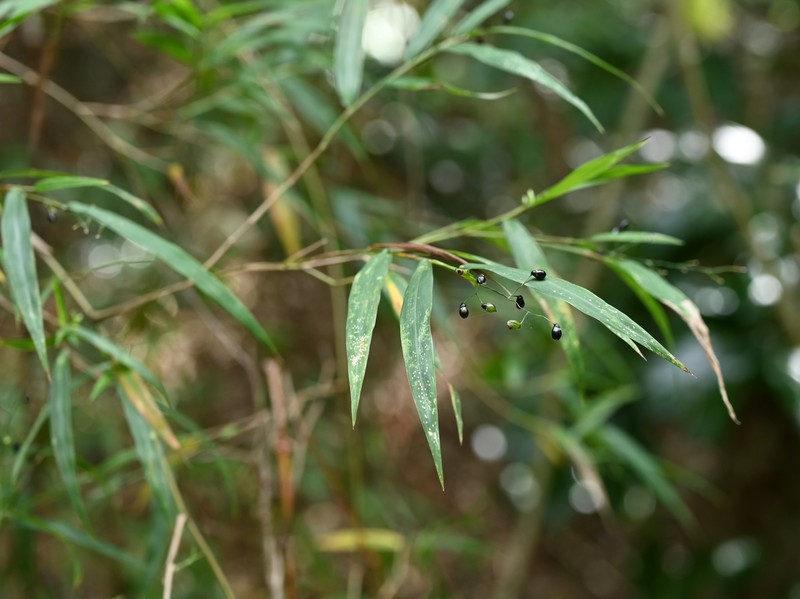 Smallcane photo 7