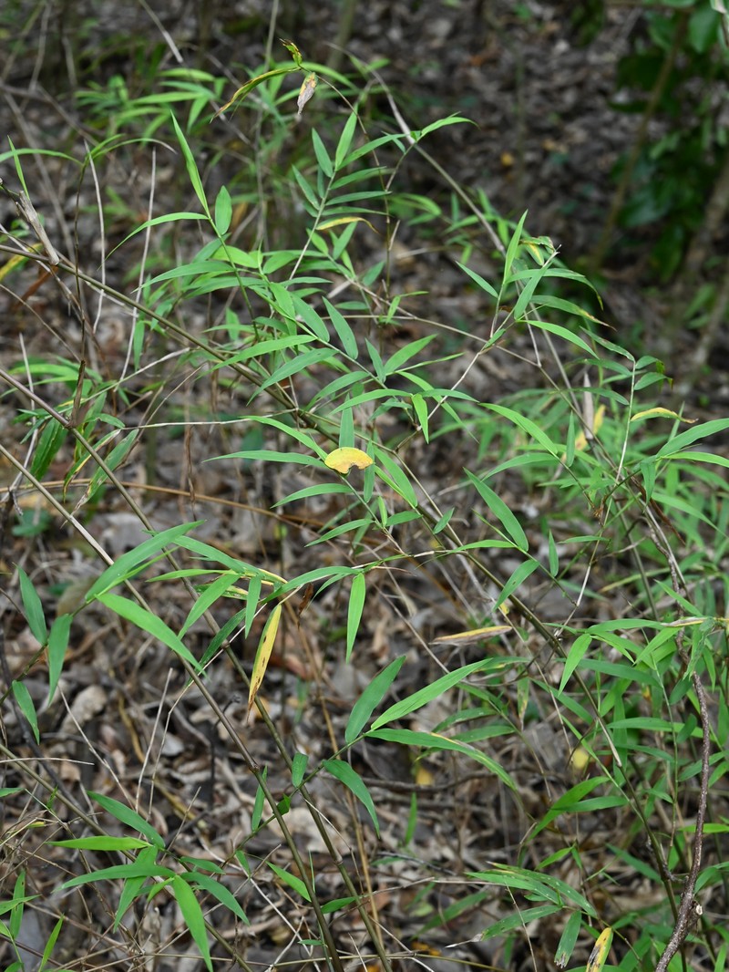 Smallcane