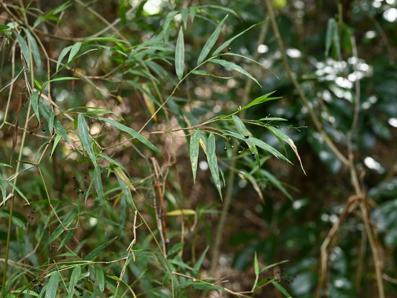 Smallcane photo 2