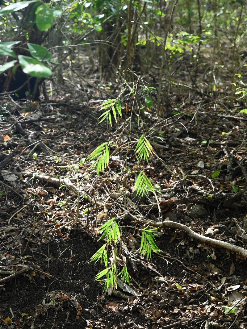 Smallcane photo 3