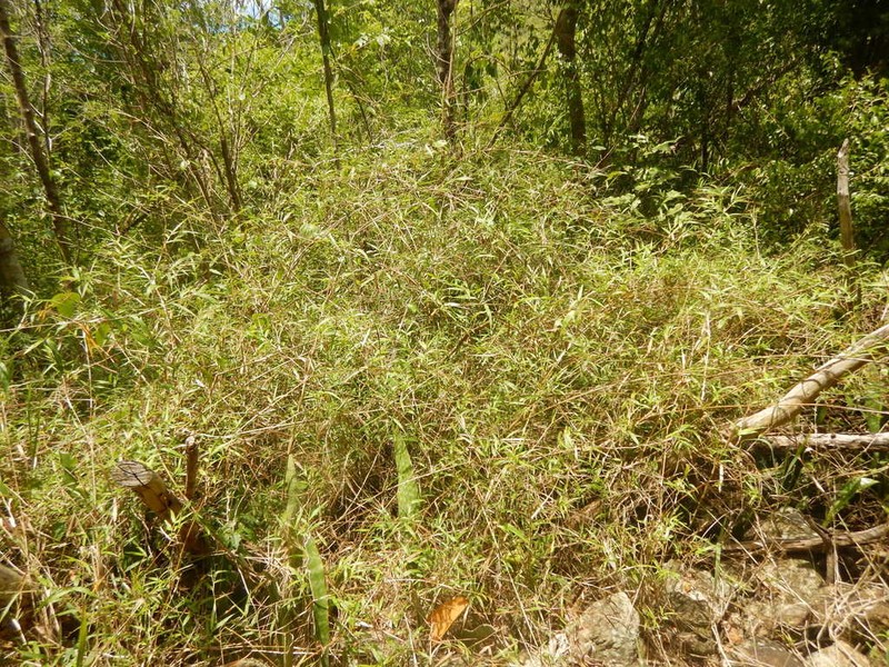 Smallcane