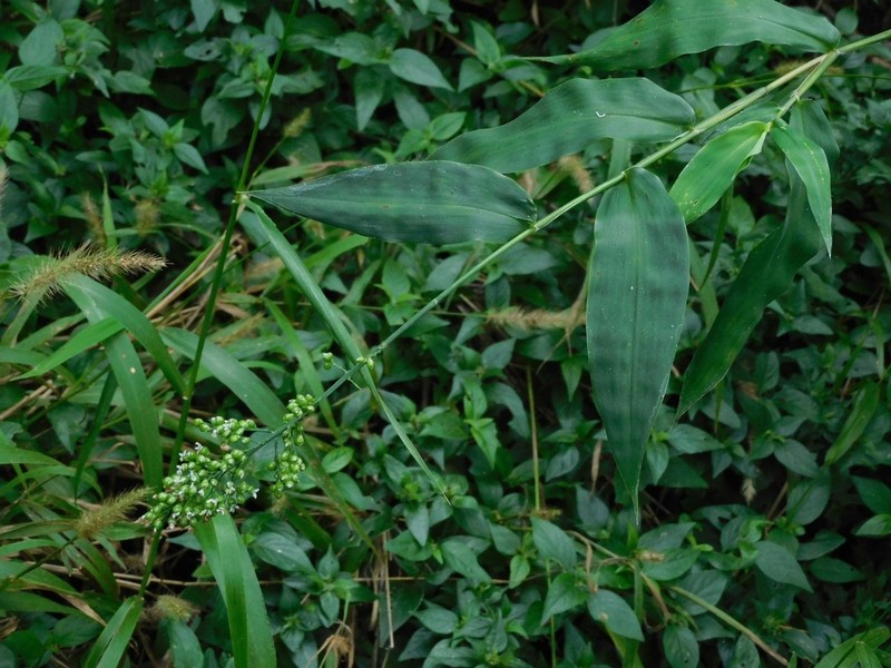 Smallcane photo 2