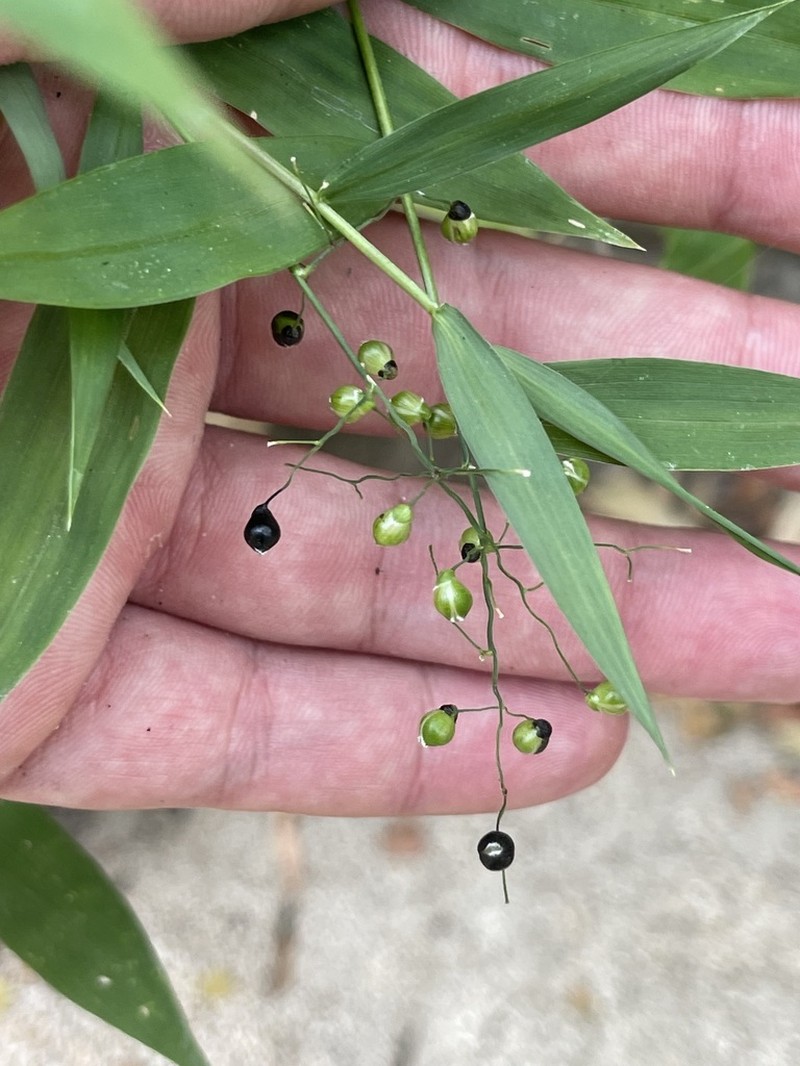 Smallcane photo 3