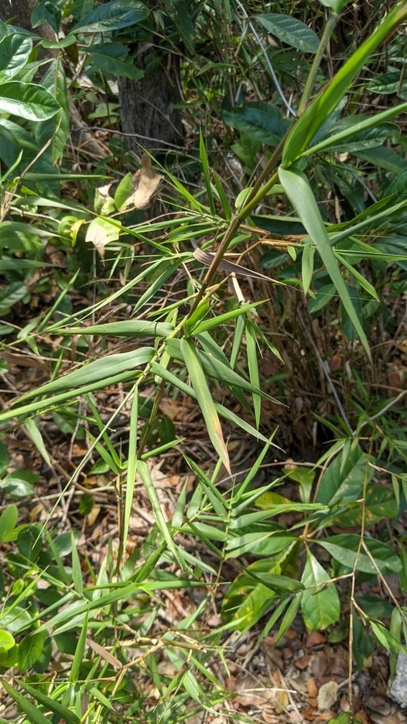 Smallcane photo 4