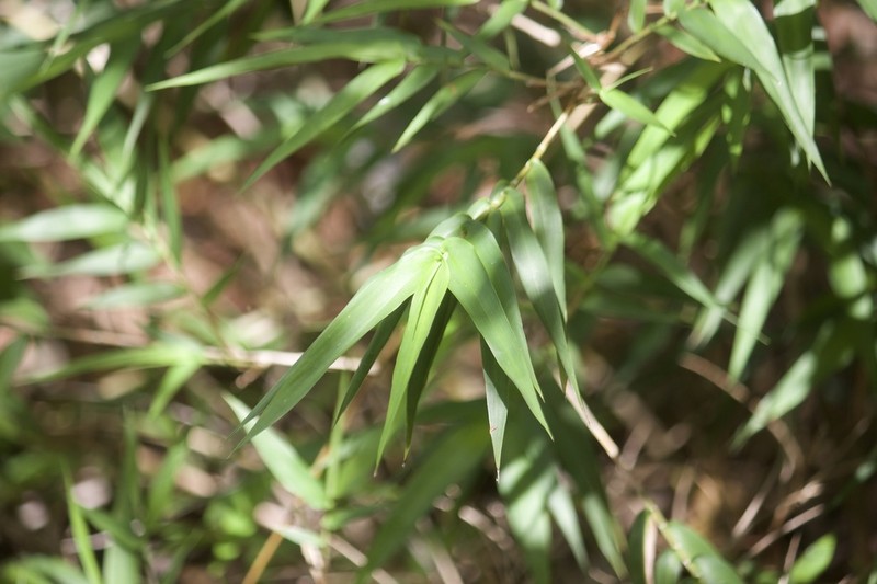 Smallcane photo 5