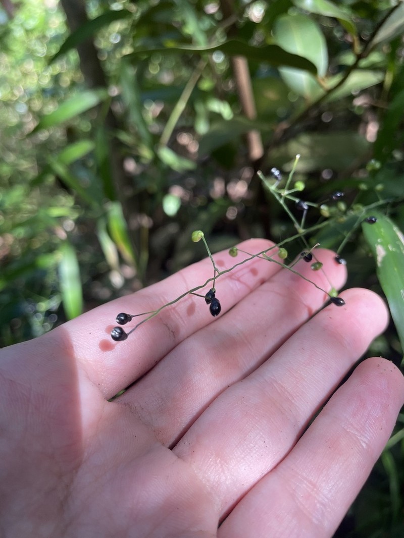Smallcane photo 6