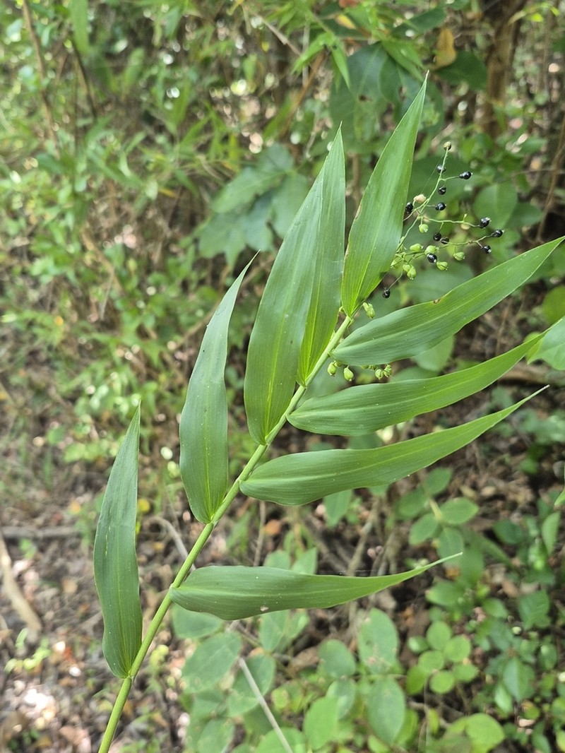Smallcane photo 7