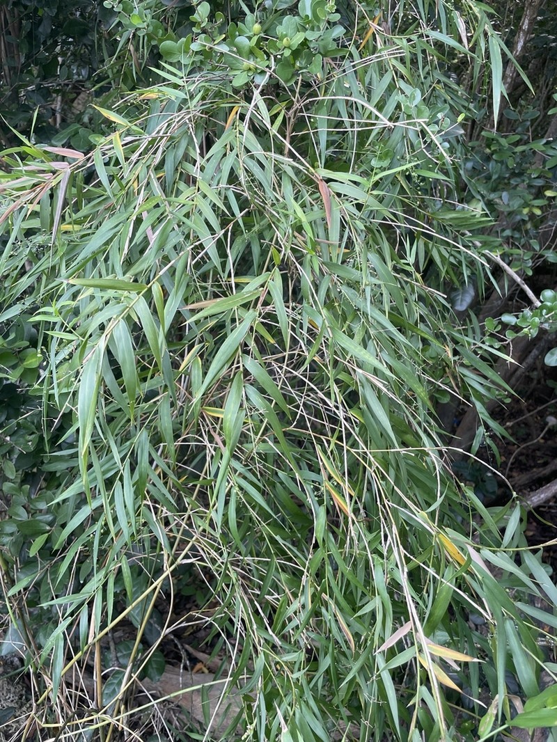 Smallcane photo 8