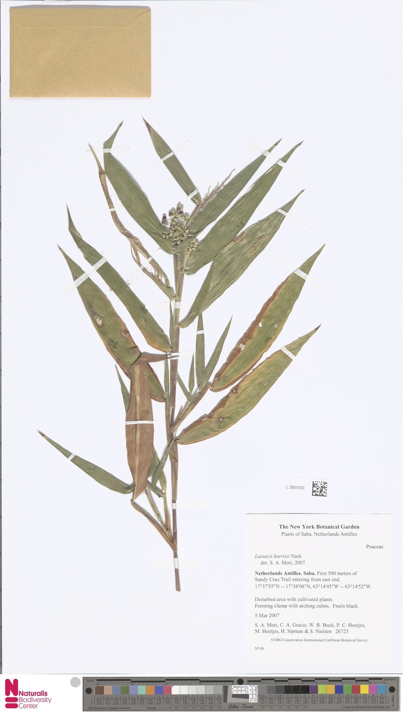 Lasiacis divaricata var. divaricata