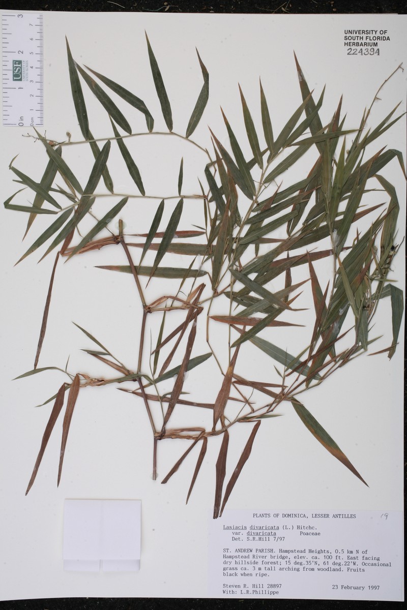 Lasiacis divaricata var. divaricata photo 2