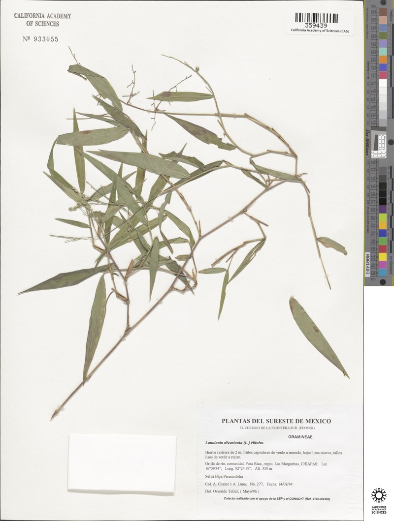Lasiacis divaricata var. divaricata photo 3