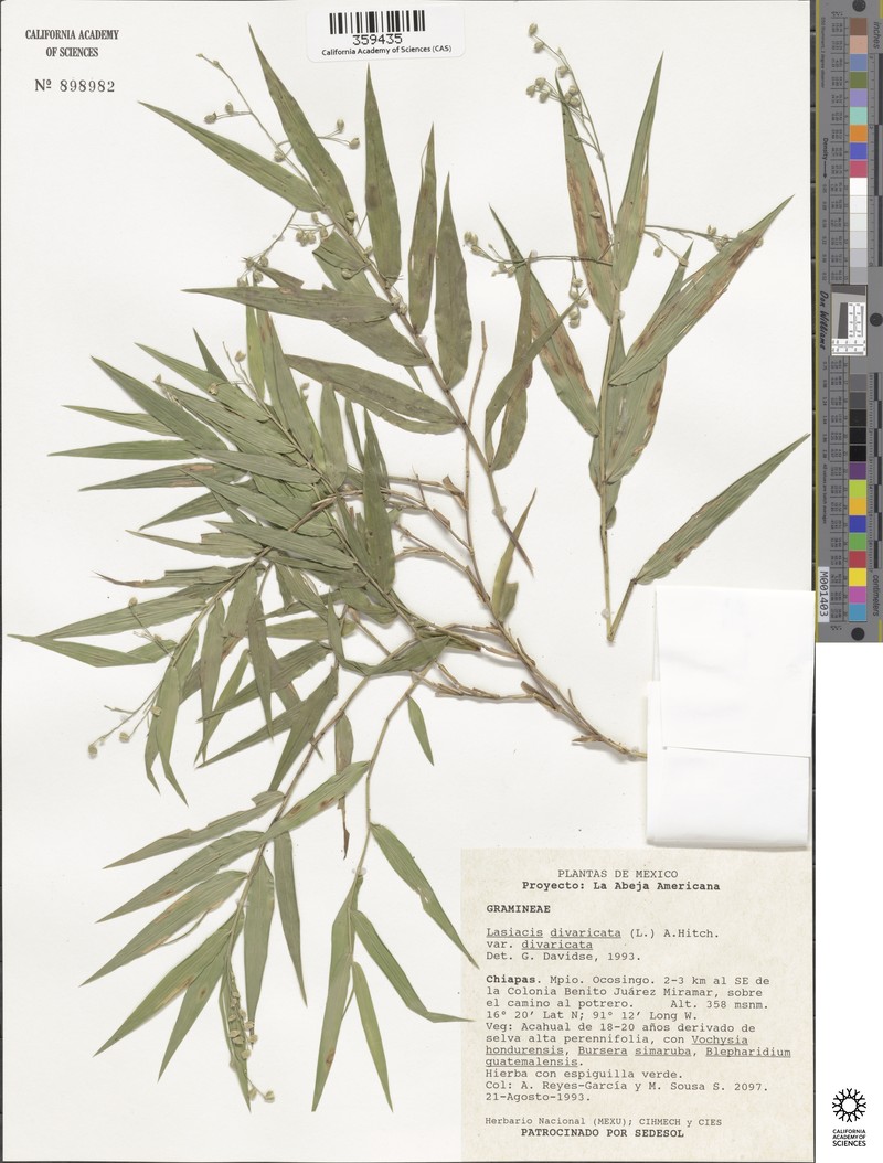 Lasiacis divaricata var. divaricata photo 4