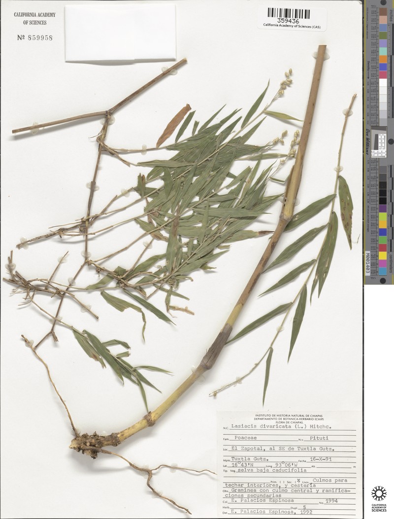 Lasiacis divaricata var. divaricata photo 5