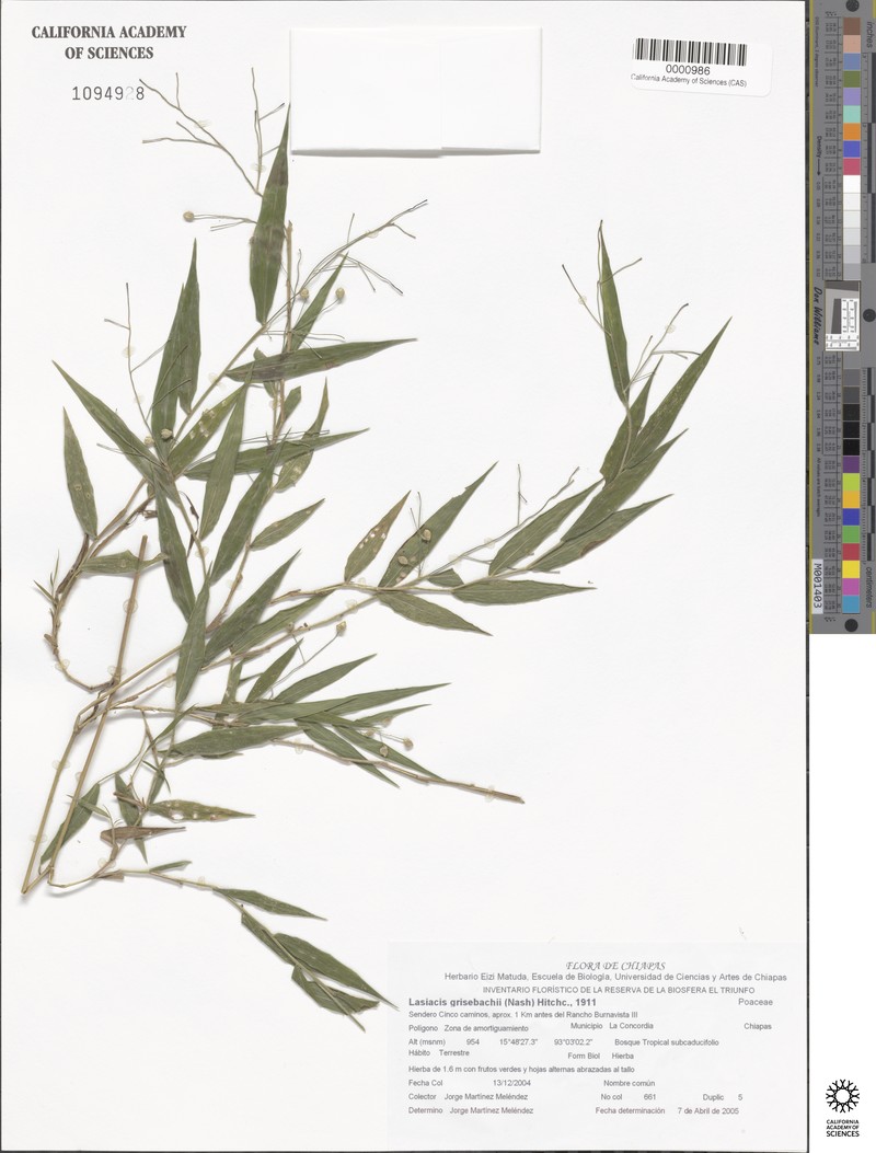 Grisebach's Tribisee photo 3