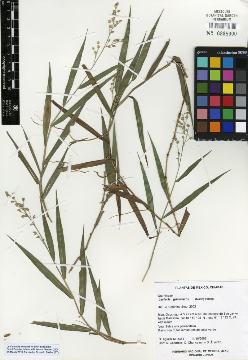 Grisebach's Tribisee photo 4
