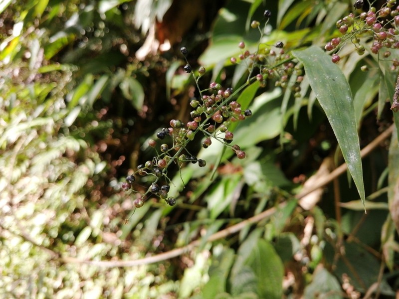 Thicket Tribisee