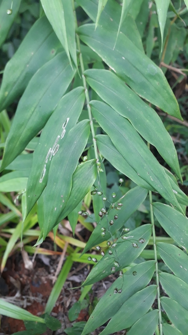 Thicket Tribisee photo 2
