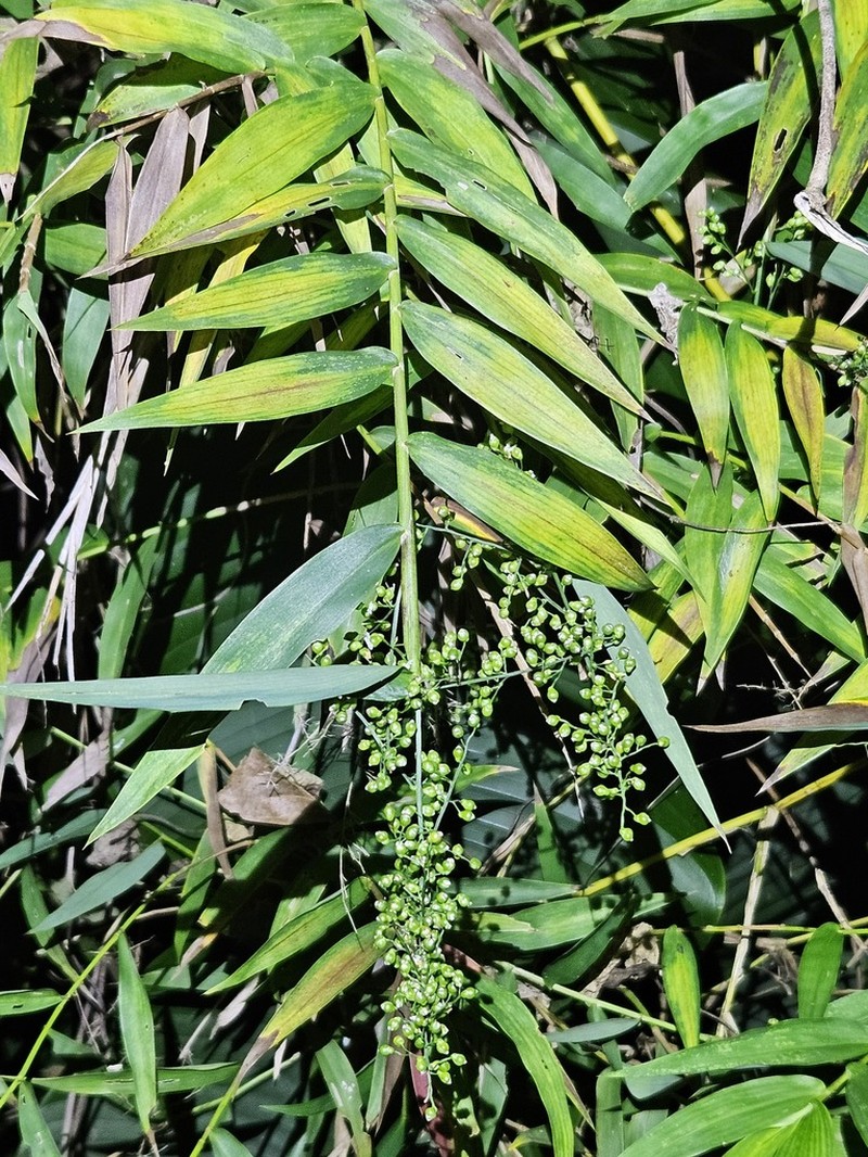 Thicket Tribisee photo 3