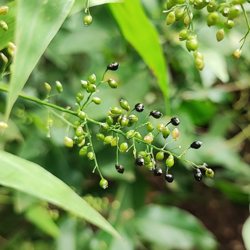 Thicket Tribisee photo 5