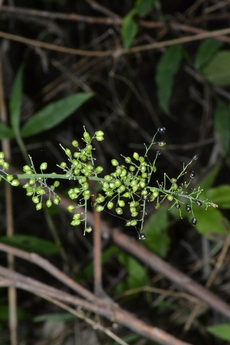 Thicket Tribisee photo 6