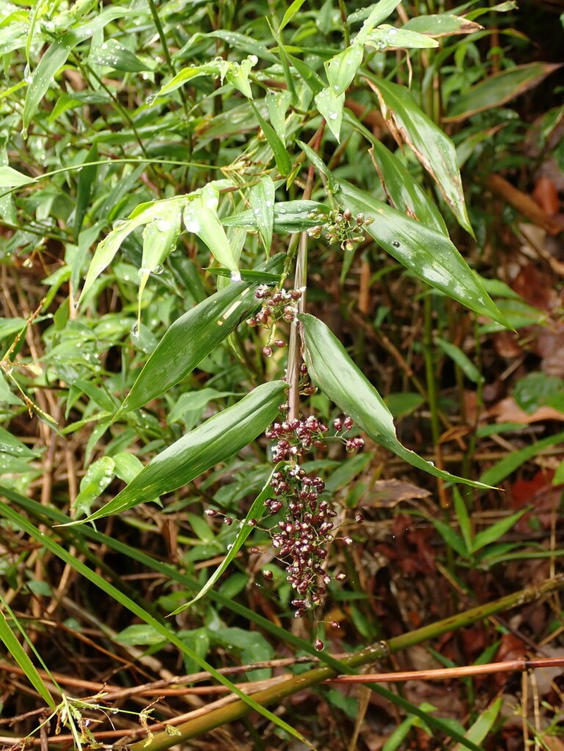 Thicket Tribisee photo 7