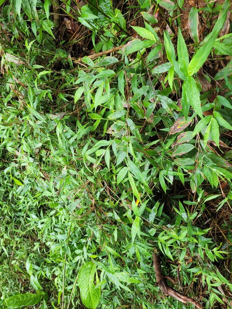 Thicket Tribisee photo 8