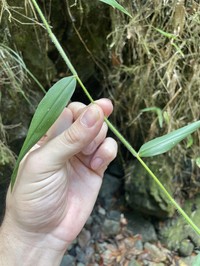 Woodland Tribisee