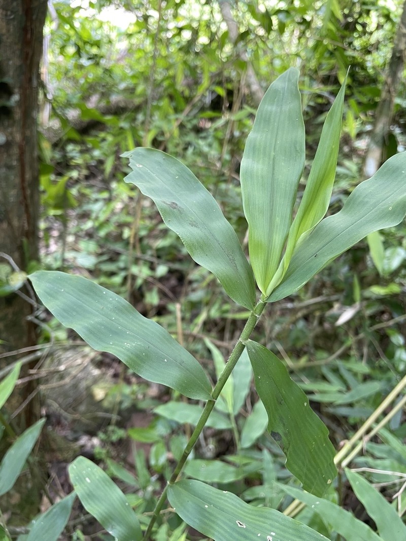 Woodland Tribisee photo 2