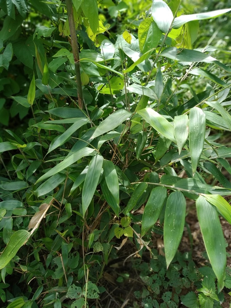 Woodland Tribisee photo 3