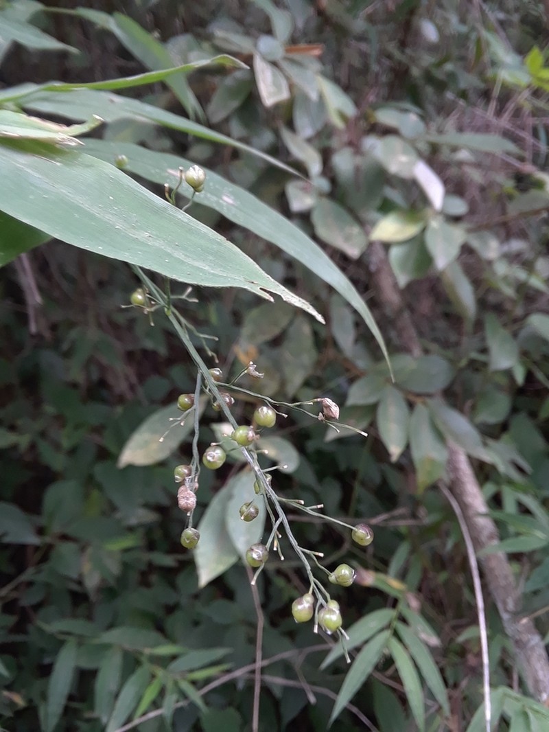 Woodland Tribisee photo 4