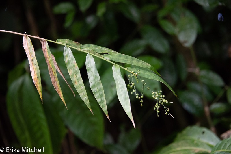 Woodland Tribisee photo 5