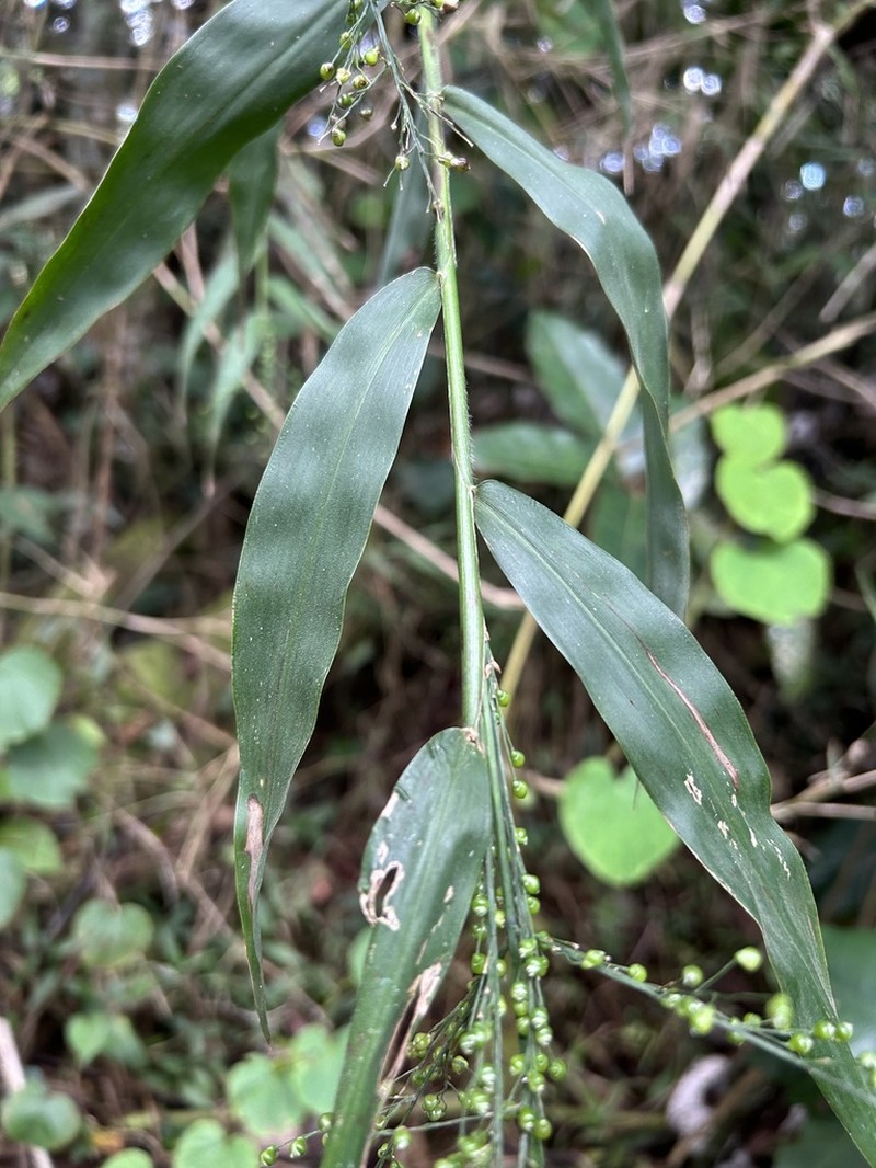 Woodland Tribisee photo 6