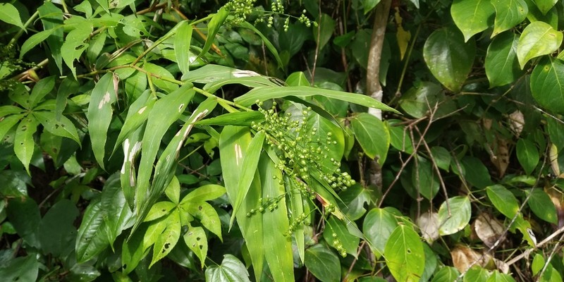 Woodland Tribisee photo 8
