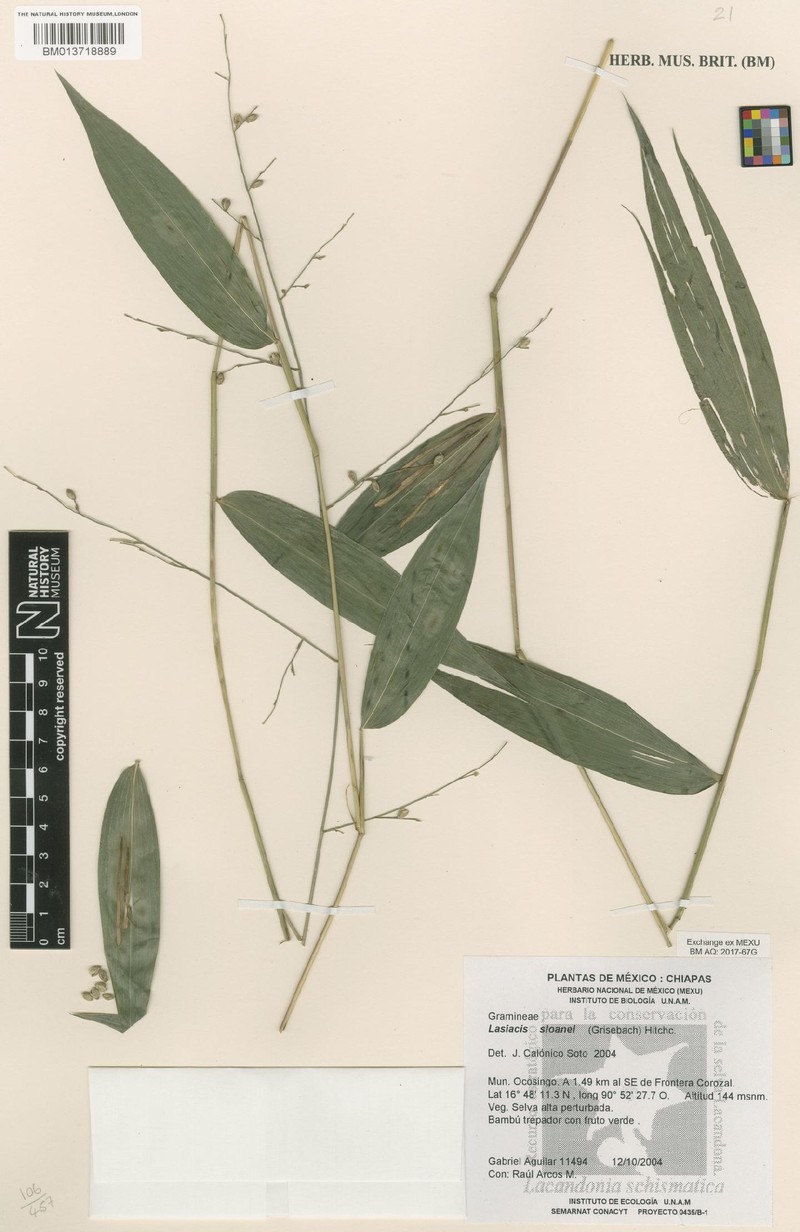 Sloane's Tribisee photo 3