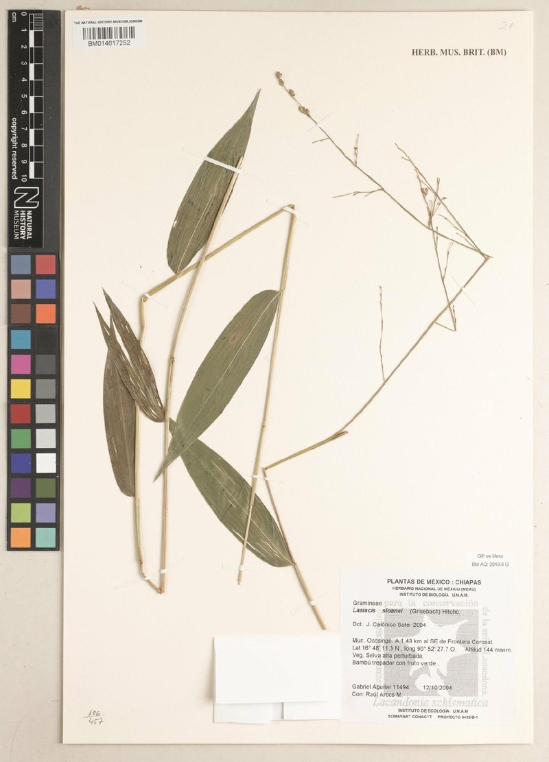 Sloane's Tribisee photo 4