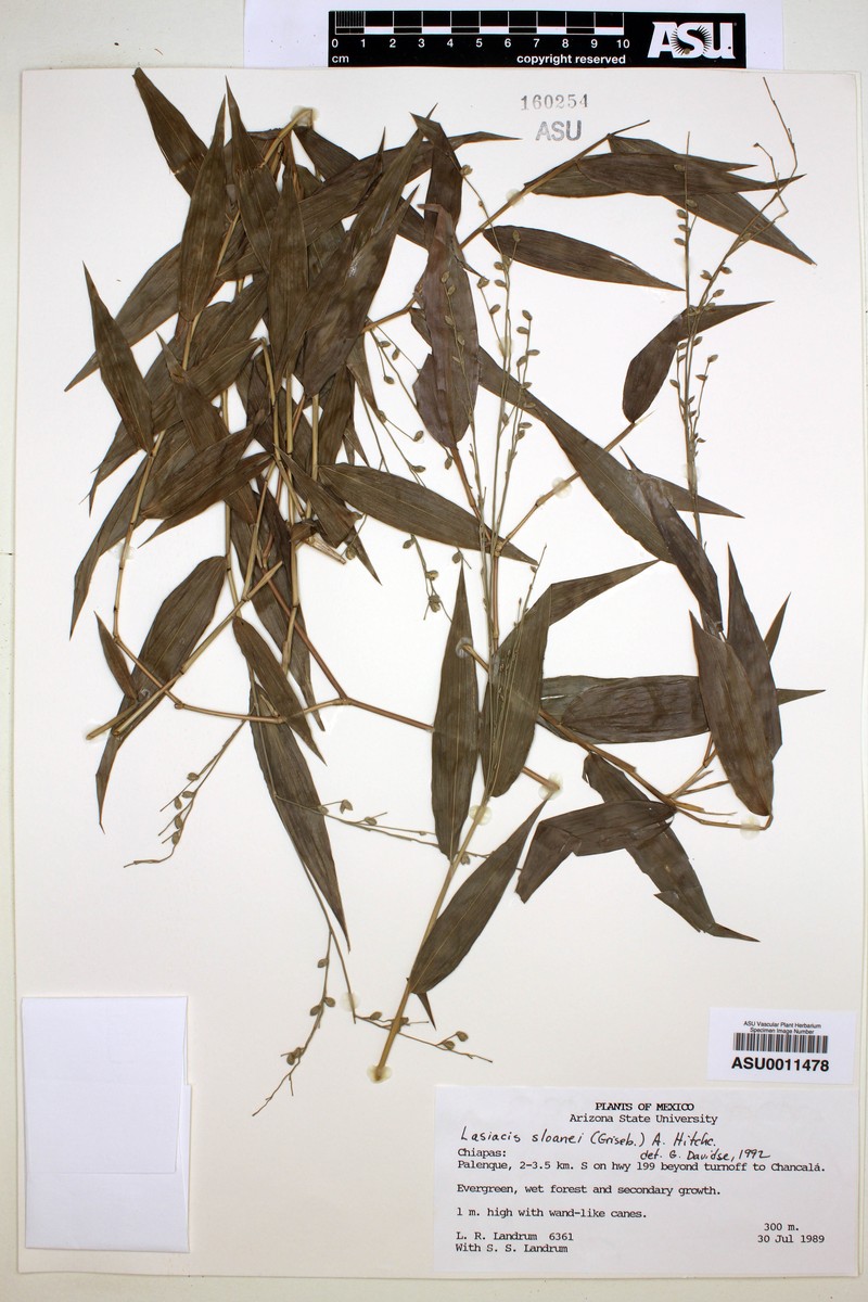 Sloane's Tribisee photo 6