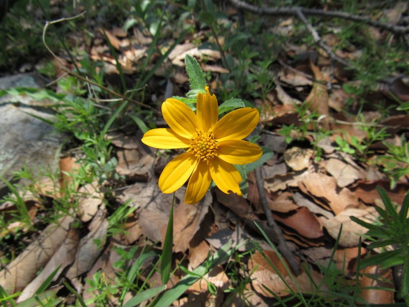 Lasianthaea aurea photo 2