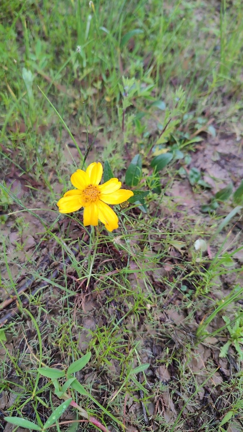 Lasianthaea aurea photo 3