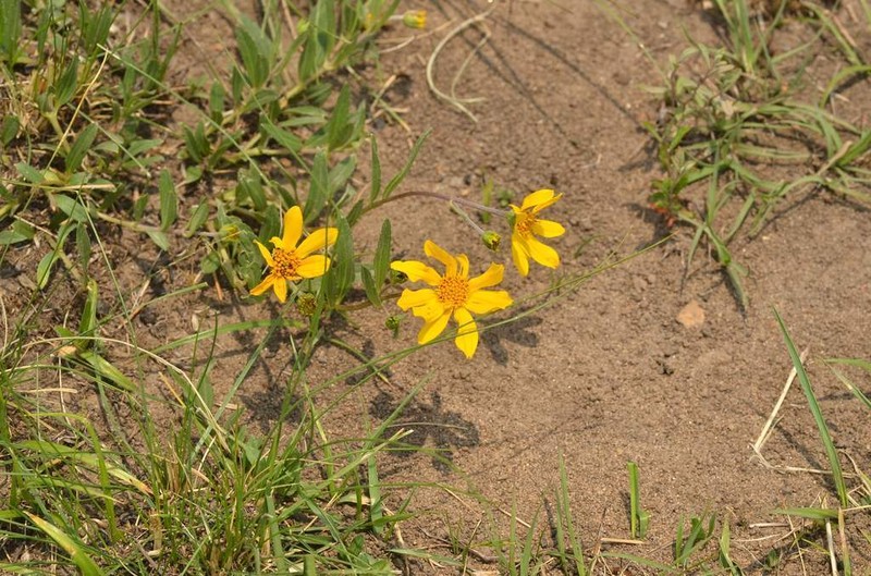 Lasianthaea aurea photo 4