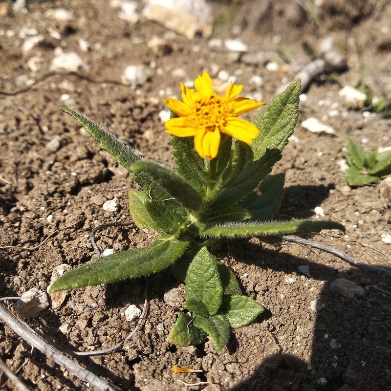 Lasianthaea aurea photo 5