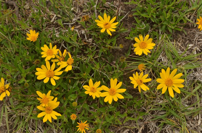 Lasianthaea aurea photo 6