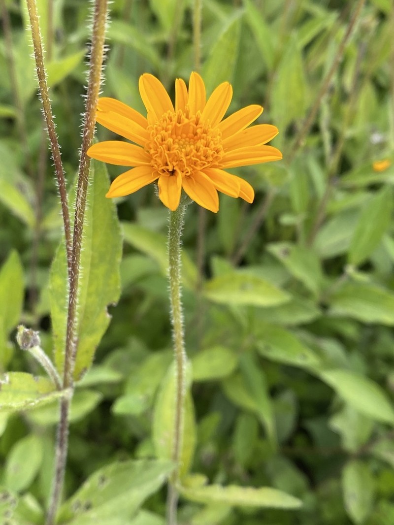 Lasianthaea aurea photo 7