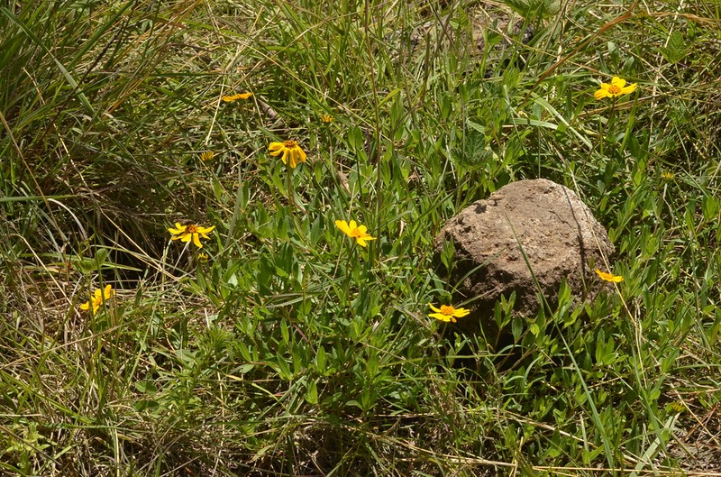 Lasianthaea aurea photo 8