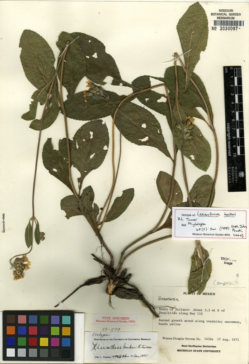 Lasianthaea beckeri