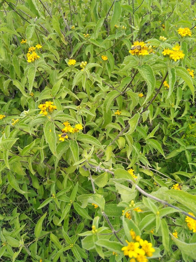 Lasianthaea ceanothifolia