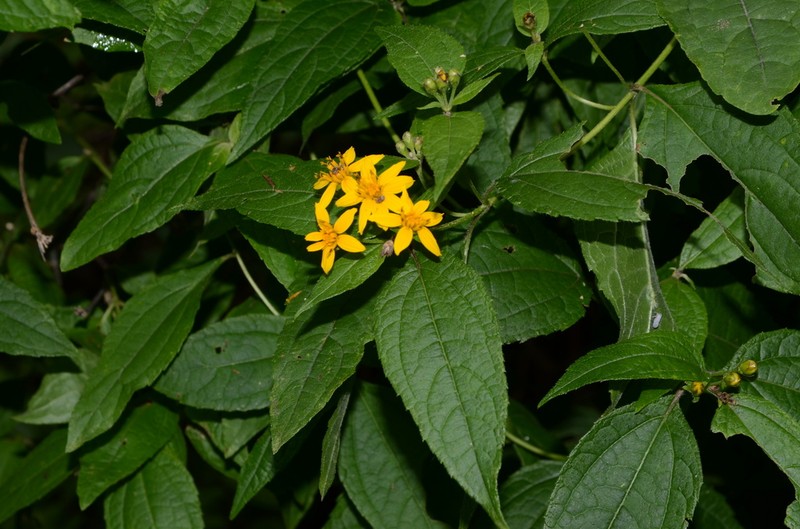 Lasianthaea ceanothifolia photo 2