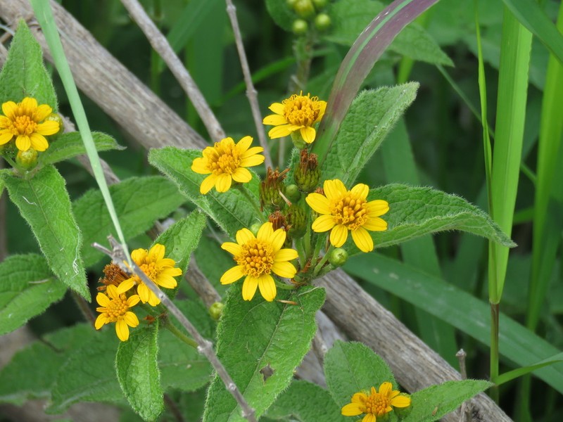 Lasianthaea ceanothifolia photo 3