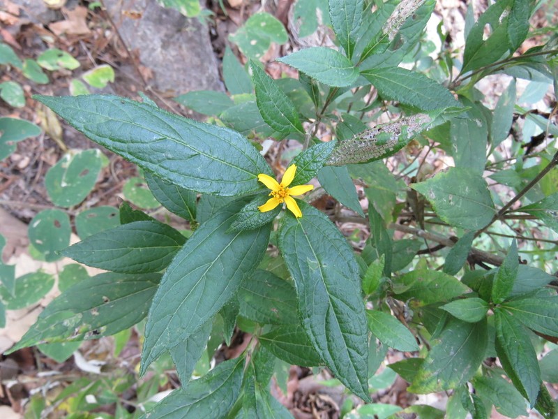 Lasianthaea ceanothifolia photo 4